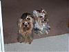 Emilee, Gidget and Joey-6.jpg