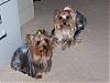 Emilee, Gidget and Joey-4.jpg