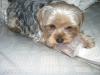 Does your yorkie like to play with "weird" things...-sammi-toy-july-2005-5.jpg