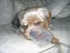 Does your yorkie like to play with "weird" things...-sammi-toy-july-2005-6.jpg