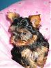 Lacy (my new yorkie)-148_4865_1.jpg