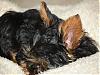 Lacy (my new yorkie)-100_0815_1.jpg