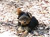 Lacy (my new yorkie)-101_0069_1.jpg