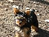 Lacy (my new yorkie)-100_0867_1.jpg