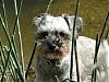 Lacy (my new yorkie)-101_0021_1.jpg