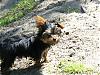 Lacy (my new yorkie)-101_0425_1.jpg