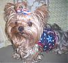 Mojo ready for the 4th of July-dscn0870-1.jpg