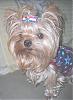 Mojo ready for the 4th of July-dscn0873-1.jpg