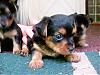 Here are some super cute babies..-chopper.jpg