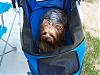 Camping Pictures!-shelby-stroller.jpg