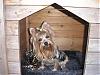 pictures of lexi and her dog house-dog-house-2.jpg