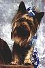 Brodie Rae's Yorkie Fair Portaits !!!-z.jpg