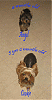 My 2 Little Boys!Love each other too much already!-cookienangellookup52207-copy.gif