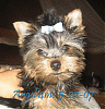 Oreo is 5 months old!-angelbow4mold52207-copy.gif