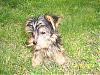 My New Little Man-new-puppy-054.jpg