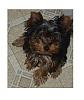 My yorkie-hallybanner-1.jpg