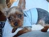 ♥Baby Beau Hiroki Luvs His New T-Shirts By FuFu Fashions♥-dsc01814.jpg