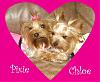 Chloe & Pixie BFFs!!!! These are the cutest pics, I promise!-chloe-pixie-bff-4.jpg