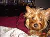 Bed Head shots...-bed-head-3.jpg