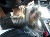 gizzie after the doggie spa-rsz.-spa.jpg