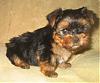 Jasmine's Boy-yorkieboy052607-019.jpg