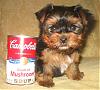 Jasmine's Boy-yorkieboy052607-013.jpg