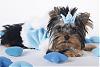 r v t-cup yorkies?-_mg_9908s.jpg