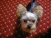 r v t-cup yorkies?-prompics-kaylynntrevantrystanetc-053.jpg