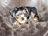 Lola's New Brother-chewy2.jpg