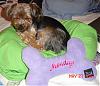 Monday & Friday with Go-Fetch pillows-monday-friday-go-fetch-bone-pillows-05-27-07-007_new-1-.jpg