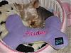 Monday & Friday with Go-Fetch pillows-monday-friday-go-fetch-bone-pillows-05-27-07-006_new-1-.jpg