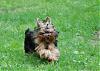 Yorkies in motion....-2.jpg