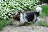 Yorkies in motion....-4.jpg