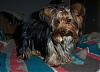 Gracy's Yorkies, My prize-me-me-3.jpg