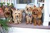 Gracy's Yorkies, My prize-my-yorkies.jpg