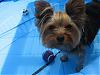 Layla in her new pool WITH her soccer ball!!-may30.07-008.jpg