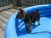 Layla in her new pool WITH her soccer ball!!-may30.07-011.jpg