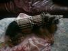 New to Site...Pictures of my Yorkie-bell-bell-007.jpg