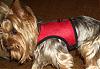 Buttercup's new vest-cimg3632.jpg