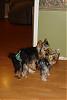 Just how does a yorkie do it?-lbm-003_renamed_15467_edited-300-x-450-.jpg