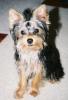 New to the Yorkie World-trixie1.jpg