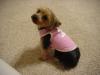 New to the Yorkie World-mvc-042f.jpg