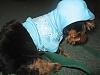 Mia in ChloeBella (before & after groomers)-wobie-hoodie.jpg