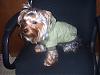 Teddy's New Jacket-tcoat-3.jpg