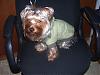 Teddy's New Jacket-tcoat6.jpg