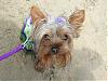 A Day at the Beach! Yorkie Style! - by Sukoshi-dsc05294.jpg