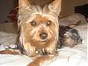 ♥Doggie Sitting Over The Weekend♥-dsc02253.jpg