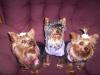 Three Little Yorkie's All In A Row!-000_4119.jpg