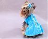 Queequeg's Great Adventure & Her Dresses from HollyDay Pet Couture-img_0592.jpg