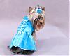 Queequeg's Great Adventure & Her Dresses from HollyDay Pet Couture-img_0594.jpg